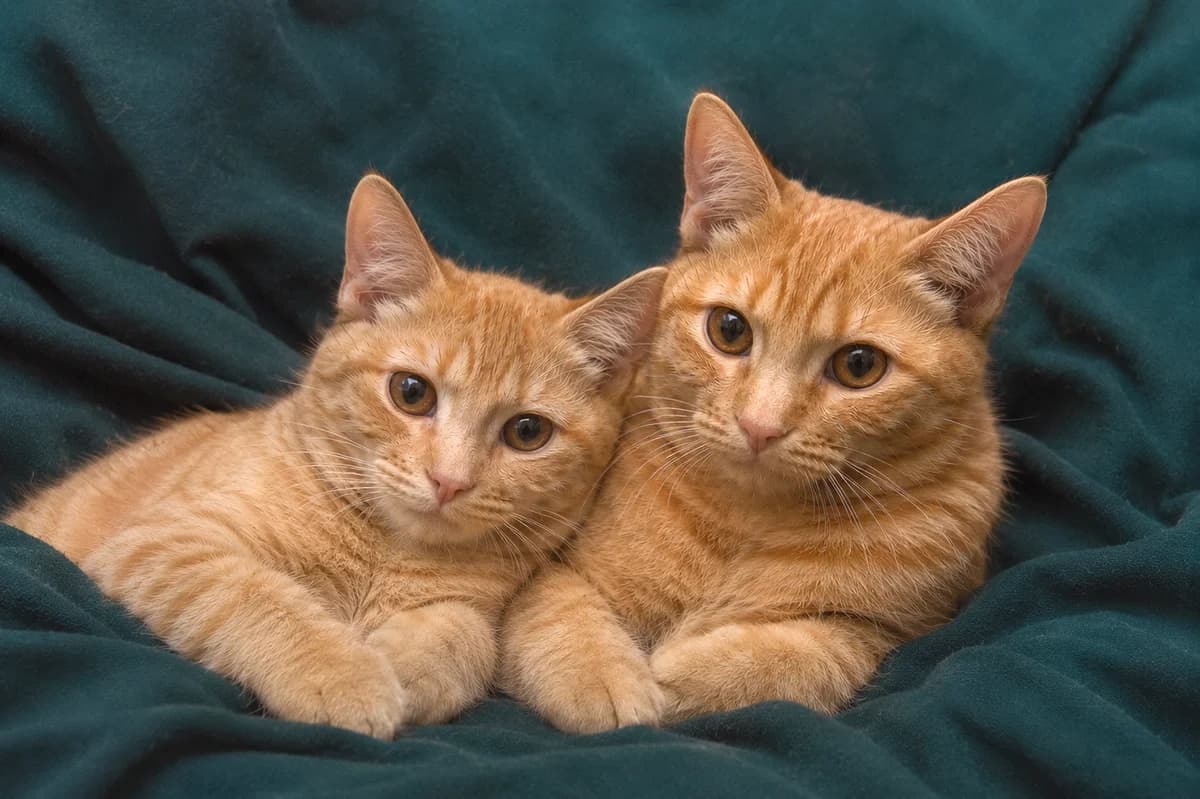 Pepper & Chile| K26-0306, female young Mixed Breed for adoption at Tierschutzverein House of animals Marfino eV, Jessen (Elster)