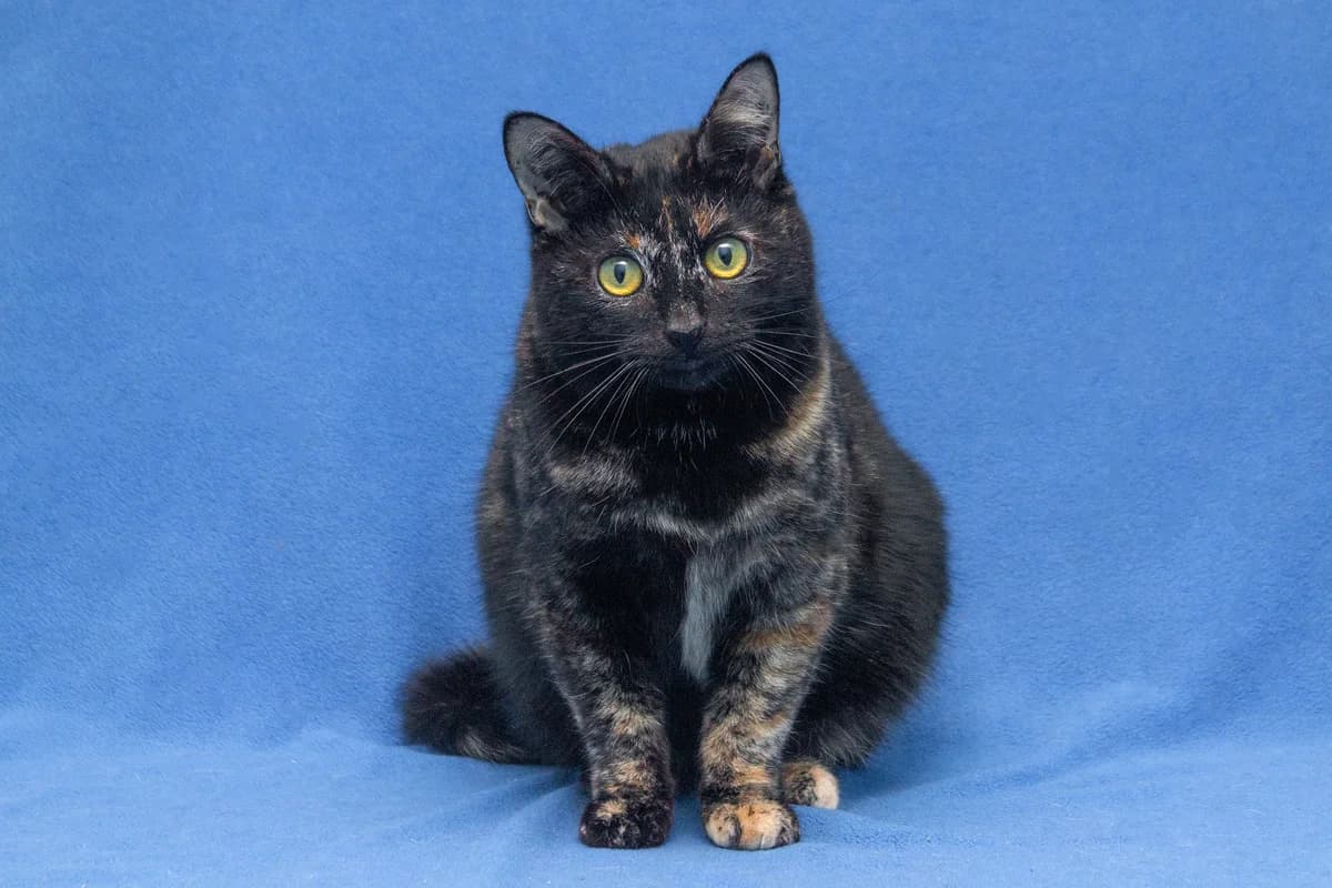 Klara| K26-0500, female young Mixed Breed for adoption at Tierschutzverein House of animals Marfino eV, Jessen (Elster)