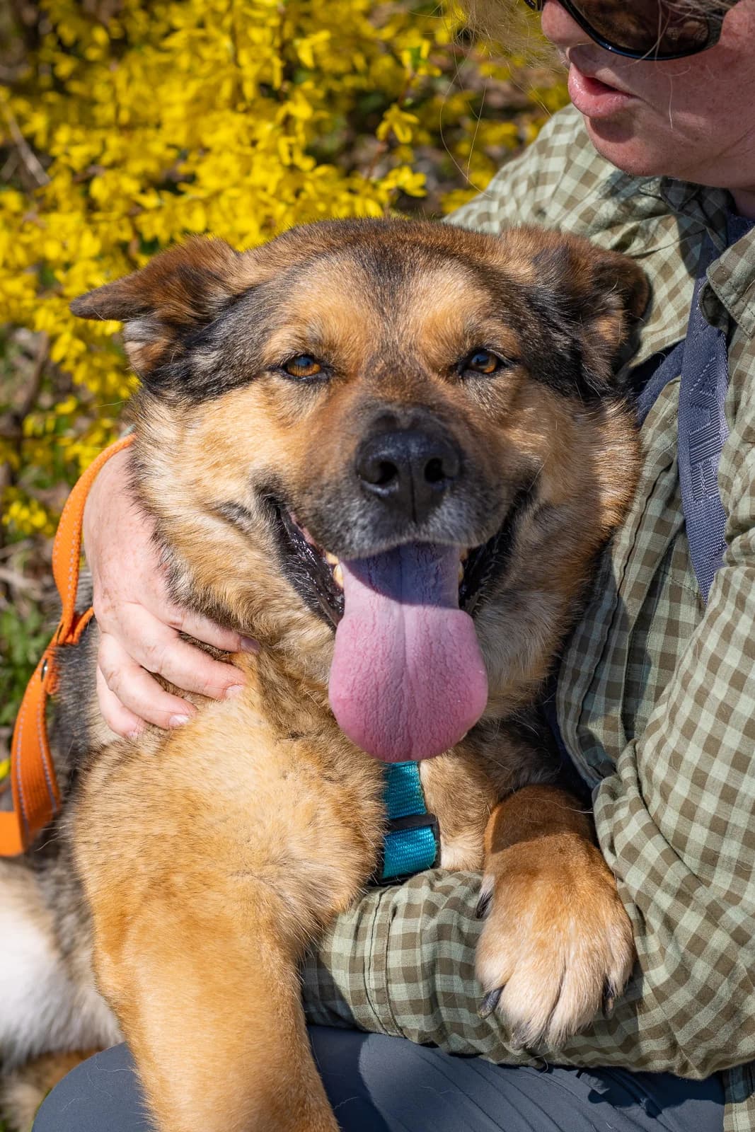 Jack, male 6yo Mixed Breed for adoption at Tierschutzverein House of animals Marfino eV, Jessen (Elster)