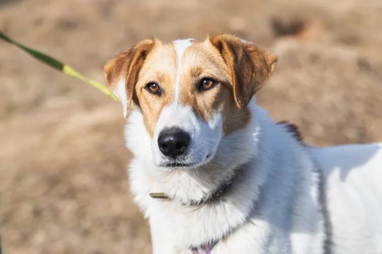 Dina, female young Mixed Breed for adoption at Tierschutzverein House of animals Marfino eV, Jessen (Elster)