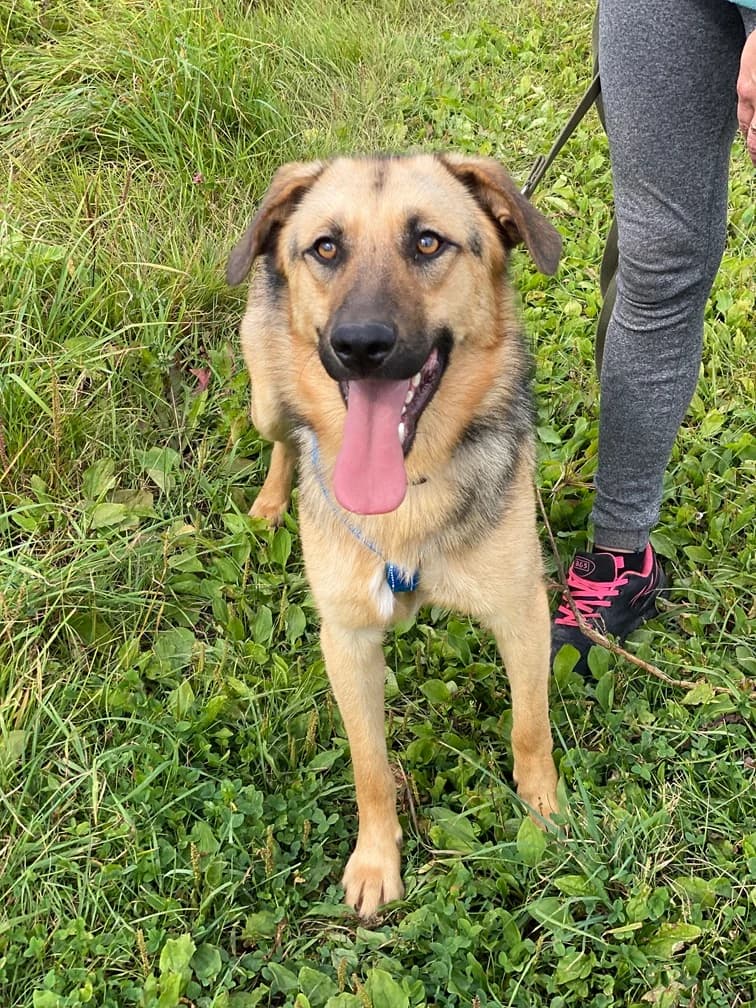 Dixi, male young Mixed Breed for adoption at Tierschutzverein House of animals Marfino eV, Jessen (Elster)