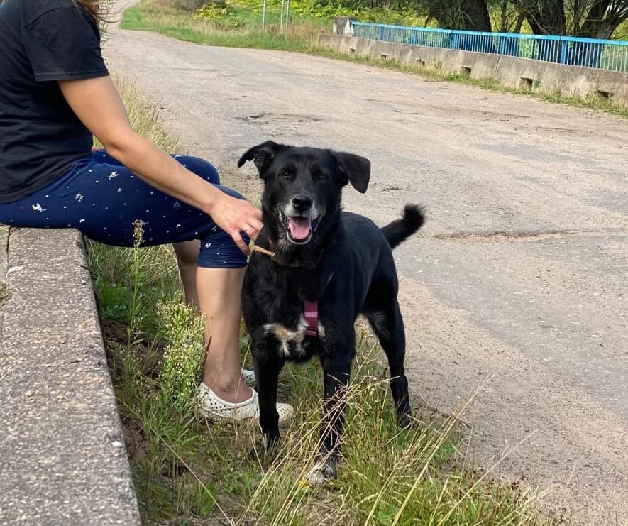 Gerda, female senior Mixed Breed for adoption at Tierschutzverein House of animals Marfino eV, Jessen (Elster)