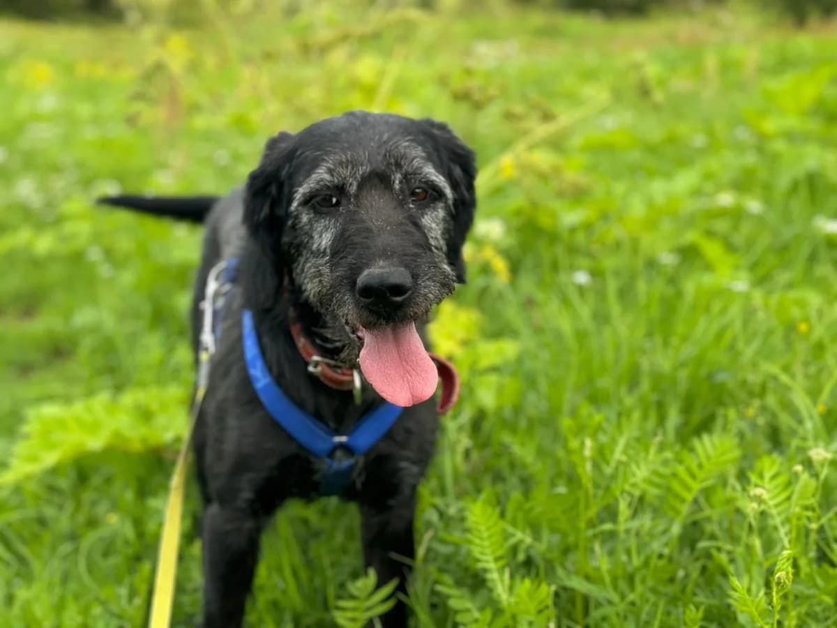 Demi, female senior Mixed Breed for adoption at Tierschutzverein House of animals Marfino eV, Jessen (Elster)