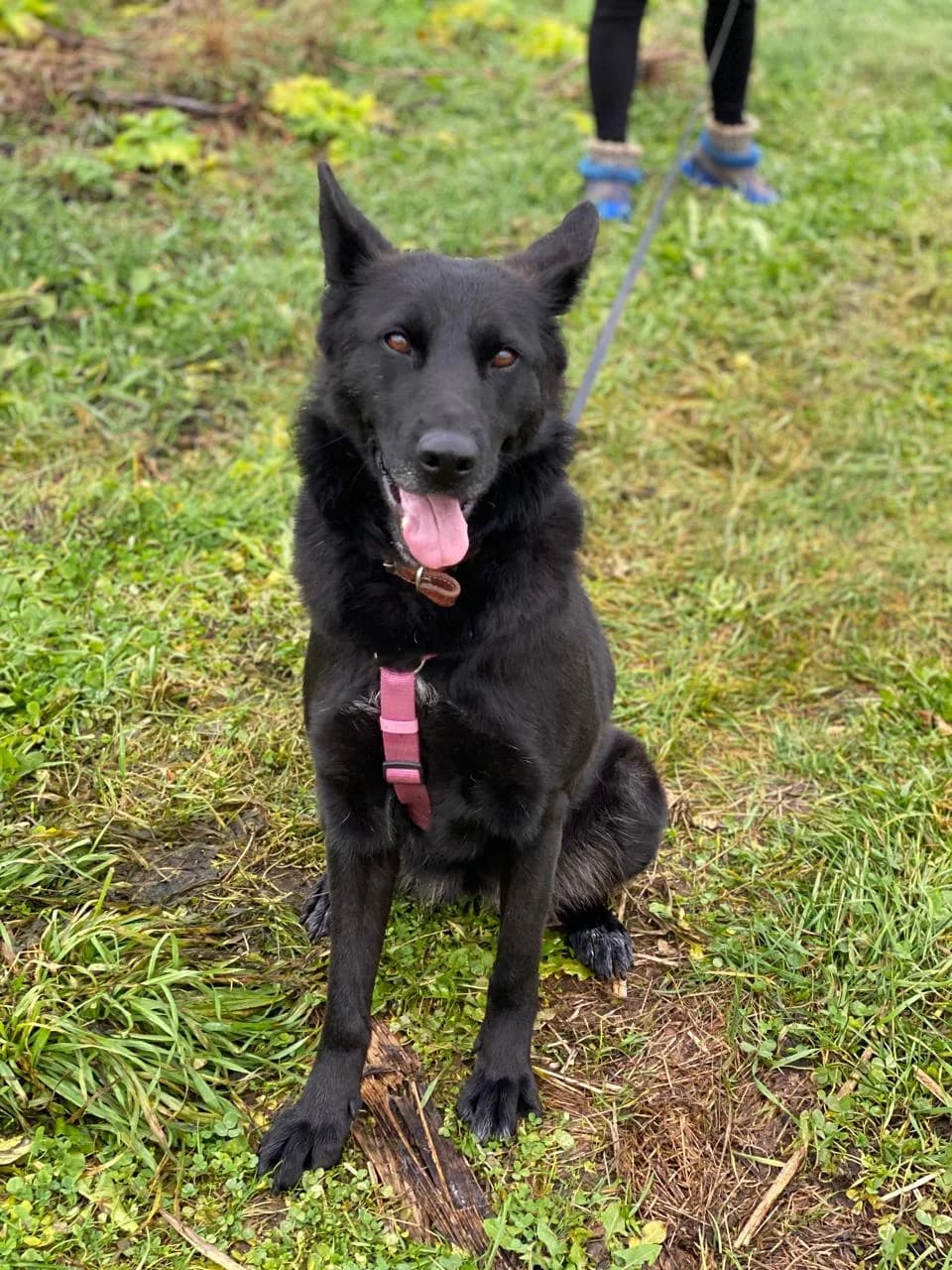 Fibi, female 4yo Mixed Breed for adoption at Tierschutzverein House of animals Marfino eV, Jessen (Elster)