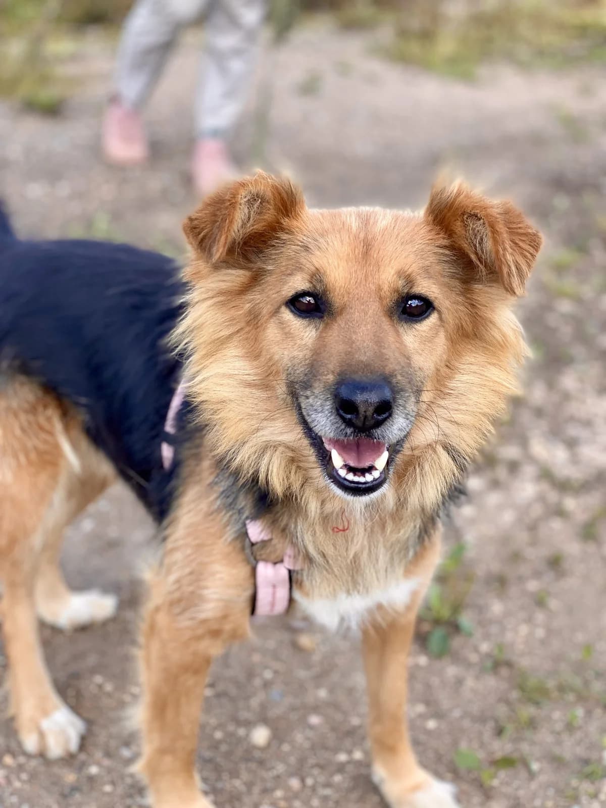 Knopa, female 7yo Mixed Breed for adoption at Tierschutzverein House of animals Marfino eV, Jessen (Elster)