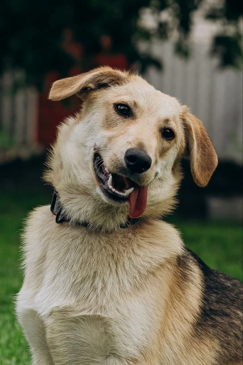 Raf, female young Mixed Breed for adoption at Tierschutzverein House of animals Marfino eV, Jessen (Elster)
