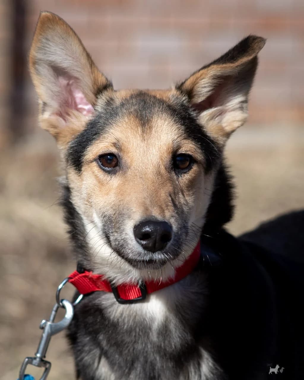 Kurtjay, male young Mixed Breed for adoption at Tierschutzverein House of animals Marfino eV, Jessen (Elster)