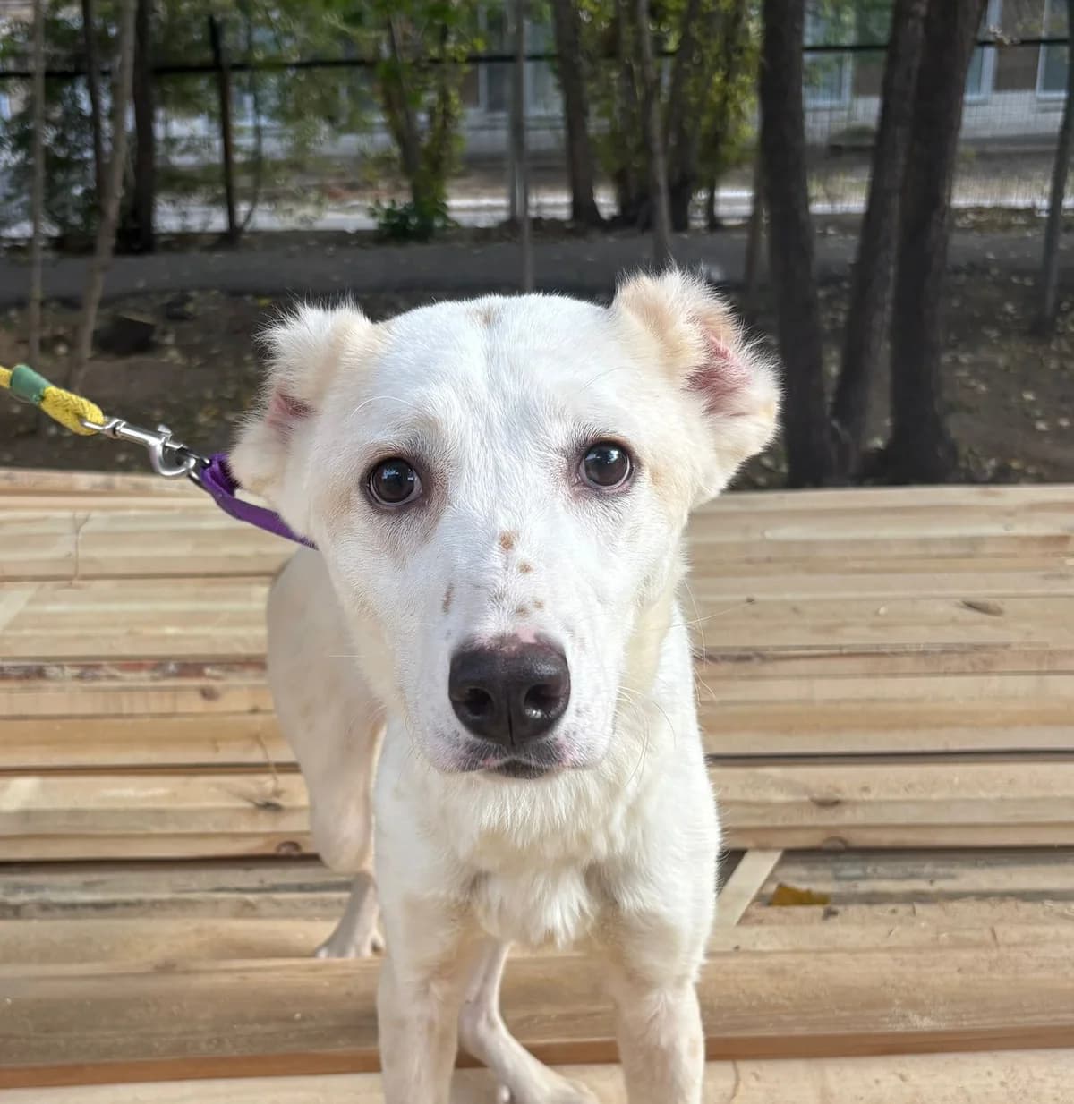Anabelle, female young Mixed Breed for adoption at Tierschutzverein House of animals Marfino eV, Jessen (Elster)