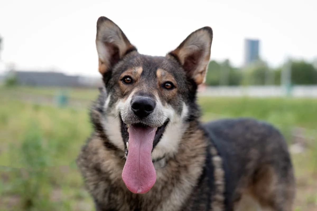 Borman, 4yo Mixed Breed for adoption at Tierschutzverein House of animals Marfino eV, Jessen (Elster)