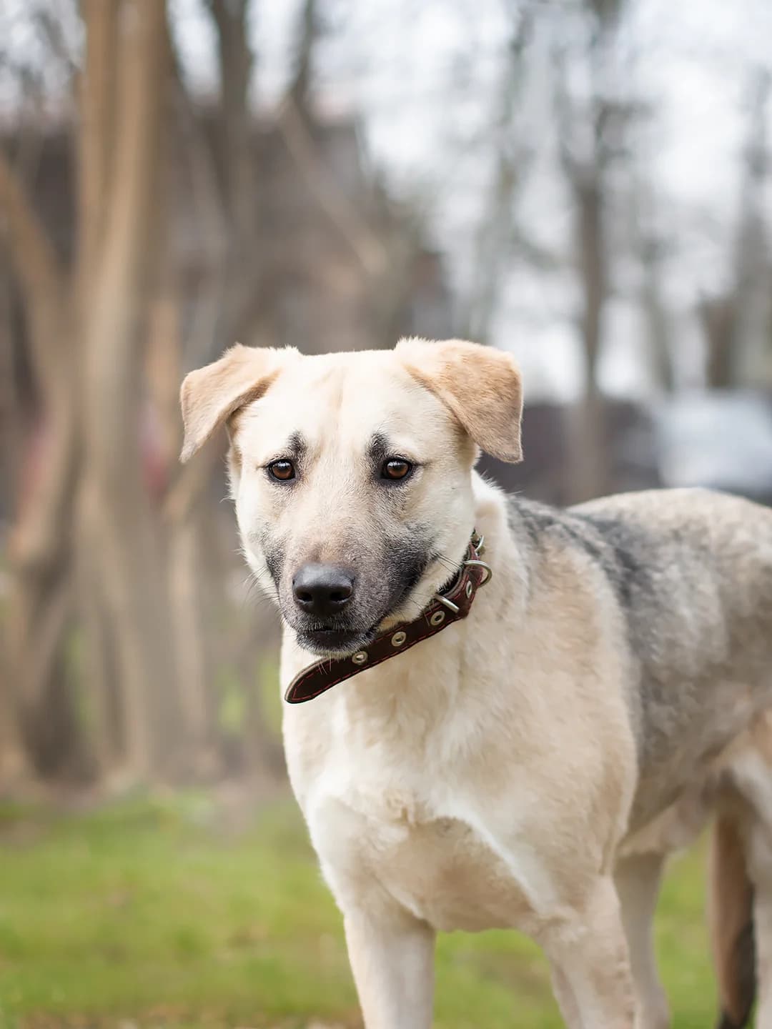 Kefir, male young Mixed Breed for adoption at Tierschutzverein House of animals Marfino eV, Jessen (Elster)
