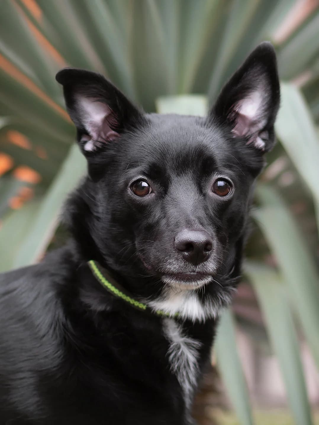 Kira, female young Mixed Breed for adoption at Tierschutzverein House of animals Marfino eV, Jessen (Elster)