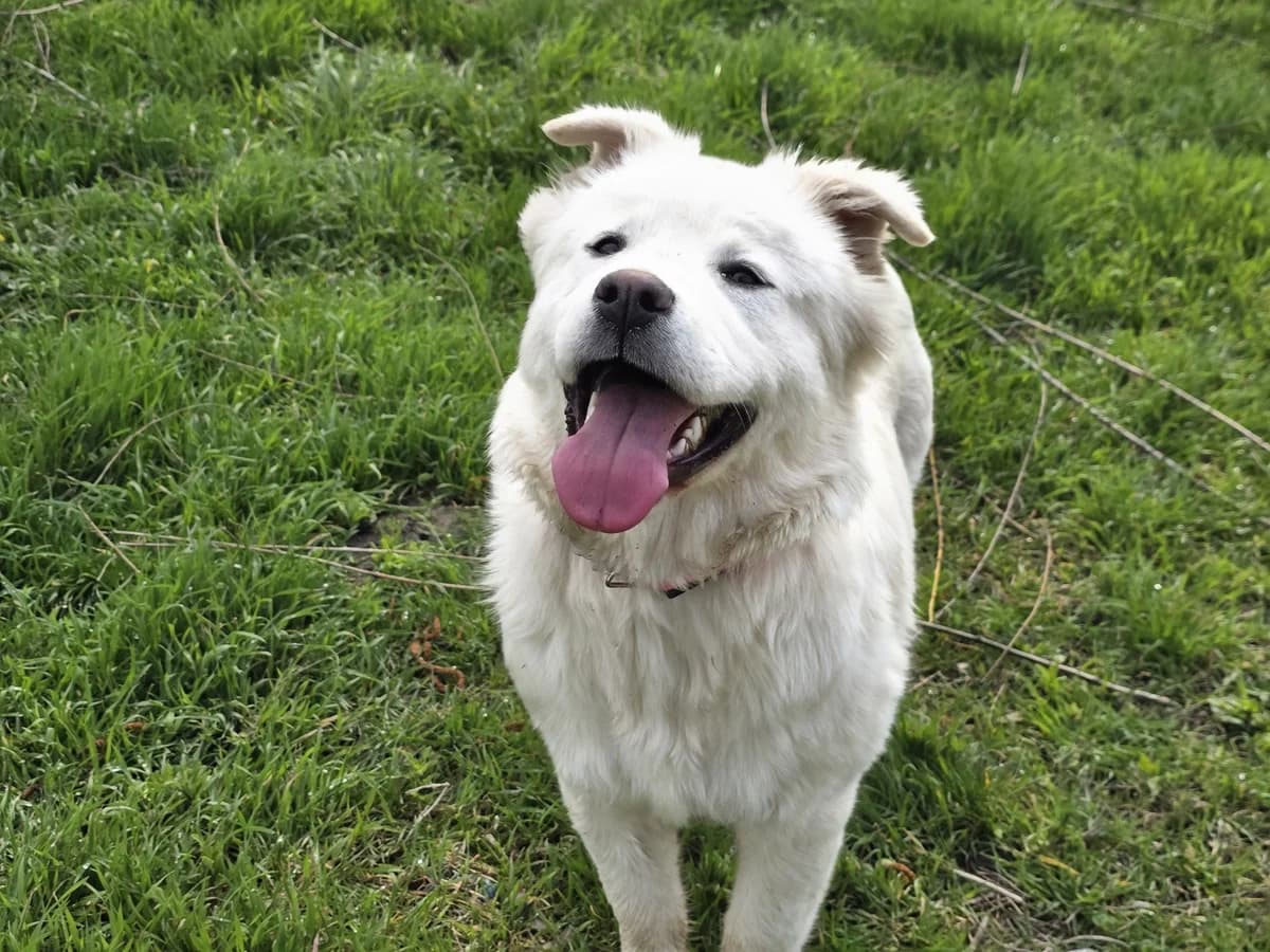 Klava, female young Mixed Breed for adoption at Tierschutzverein House of animals Marfino eV, Jessen (Elster)