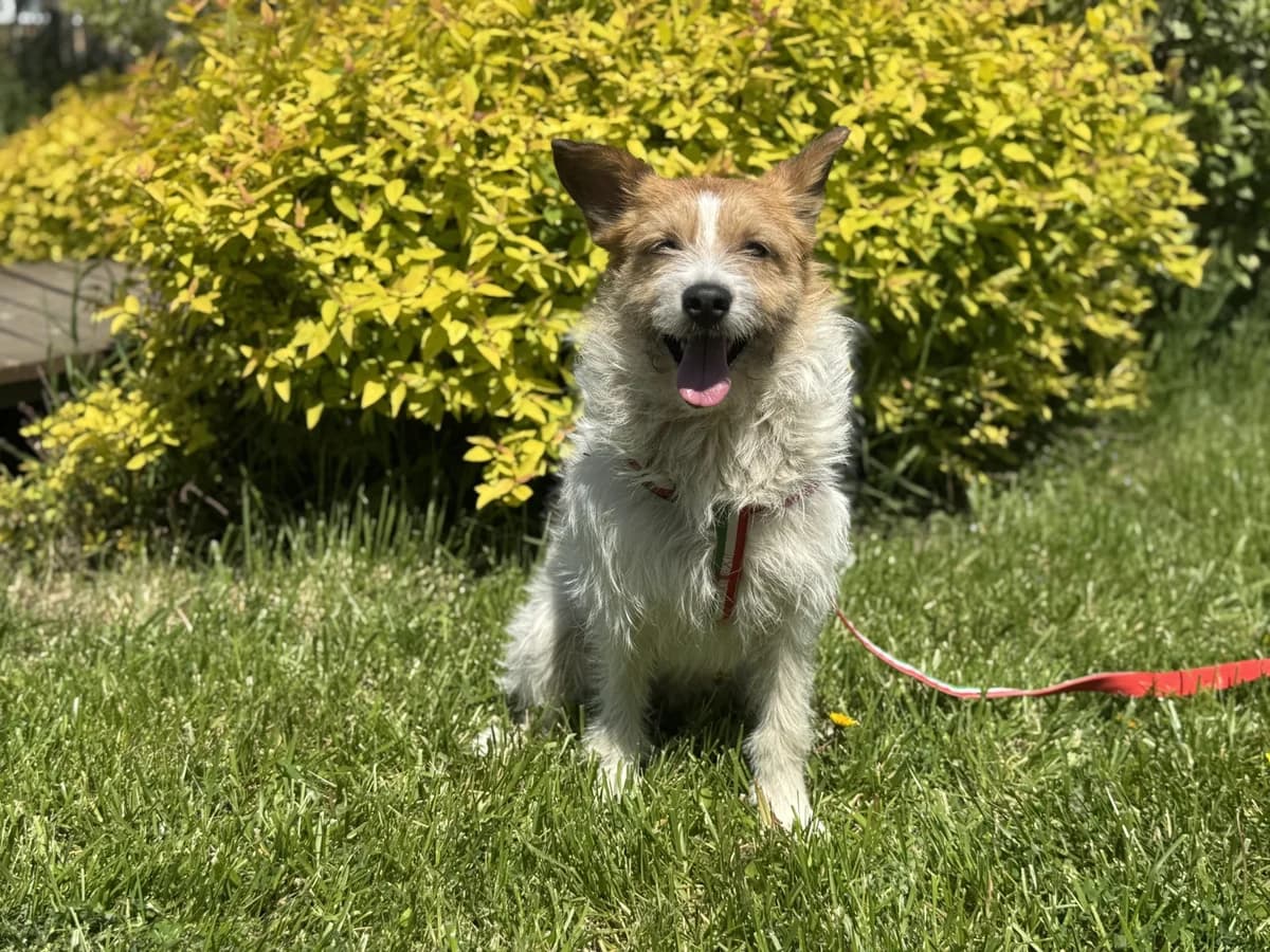 Konor, male young Mixed Breed for adoption at Tierschutzverein House of animals Marfino eV, Jessen (Elster)