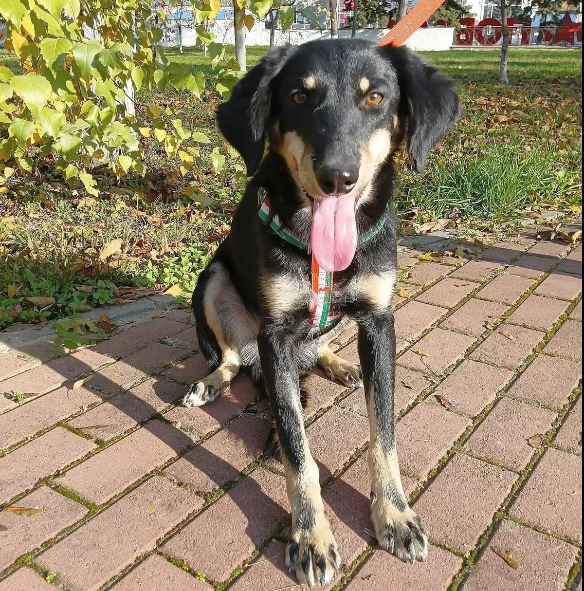 Lija, female 3yo Mixed Breed for adoption at Tierschutzverein House of animals Marfino eV, Jessen (Elster)