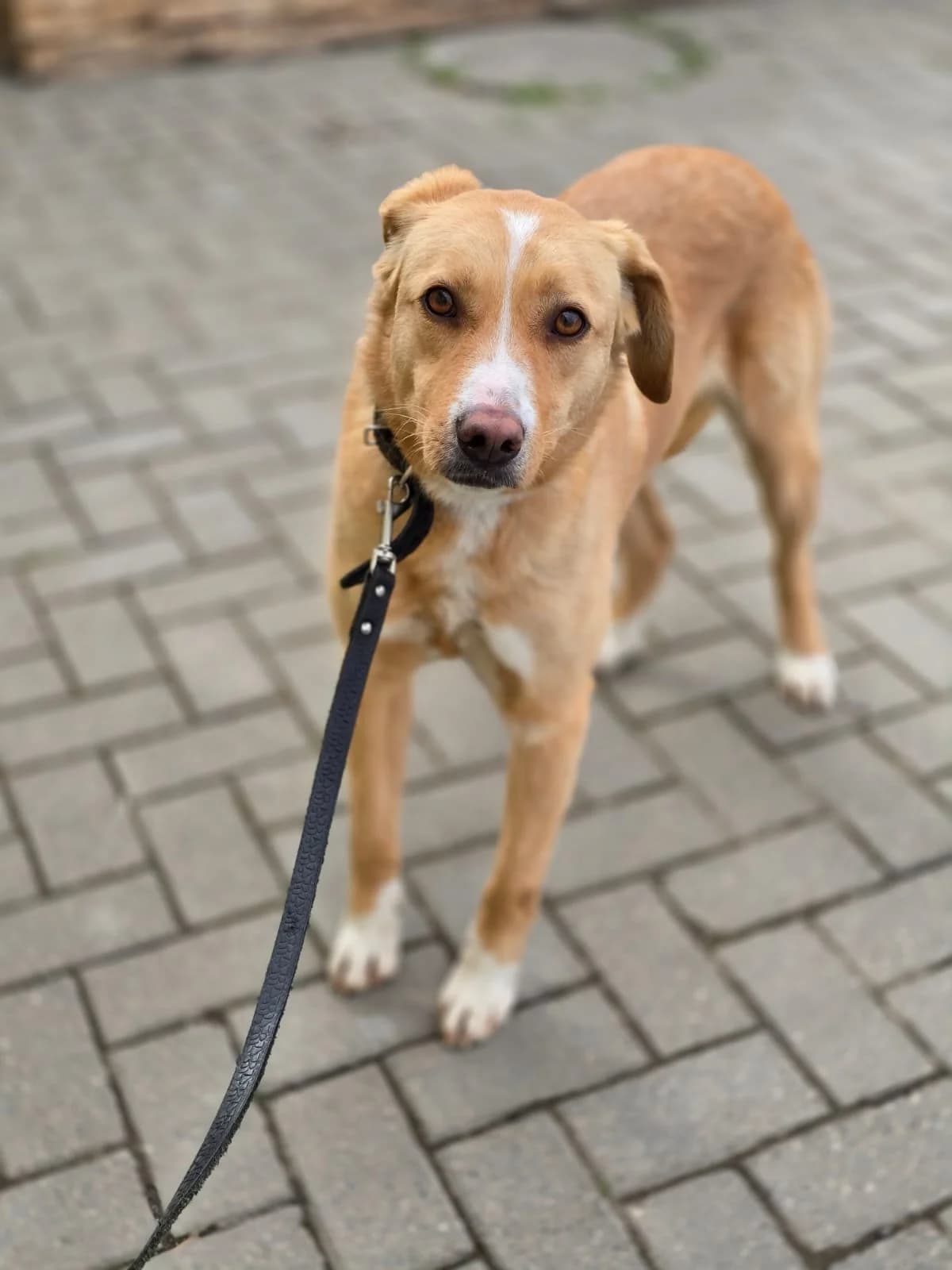 Linda, female 3yo Mixed Breed for adoption at Tierschutzverein House of animals Marfino eV, Jessen (Elster)