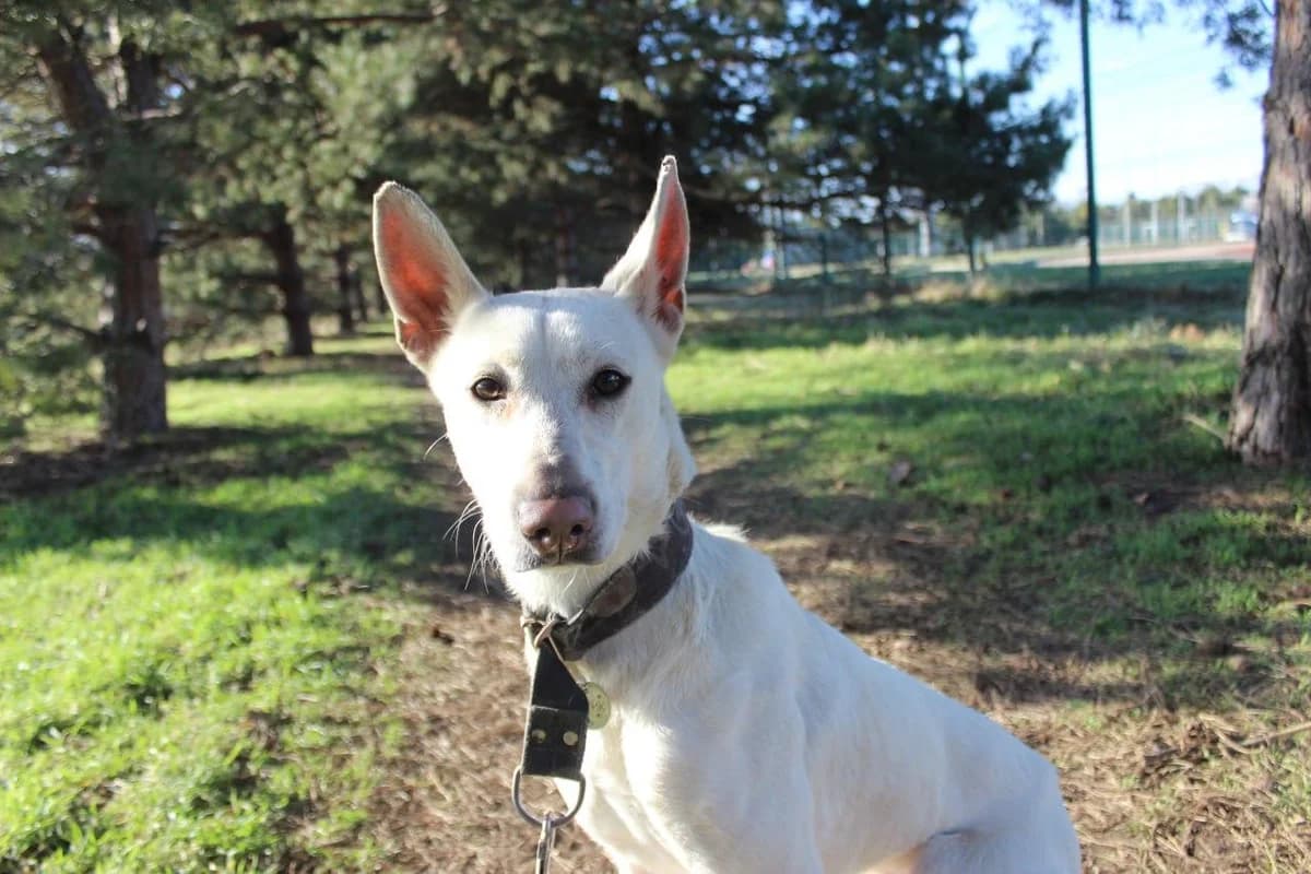Mark, male young Mixed Breed for adoption at Tierschutzverein House of animals Marfino eV, Jessen (Elster)