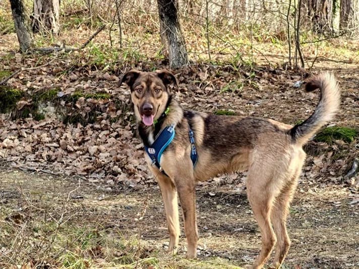 Mary, female young Mixed Breed for adoption at Tierschutzverein House of animals Marfino eV, Jessen (Elster)