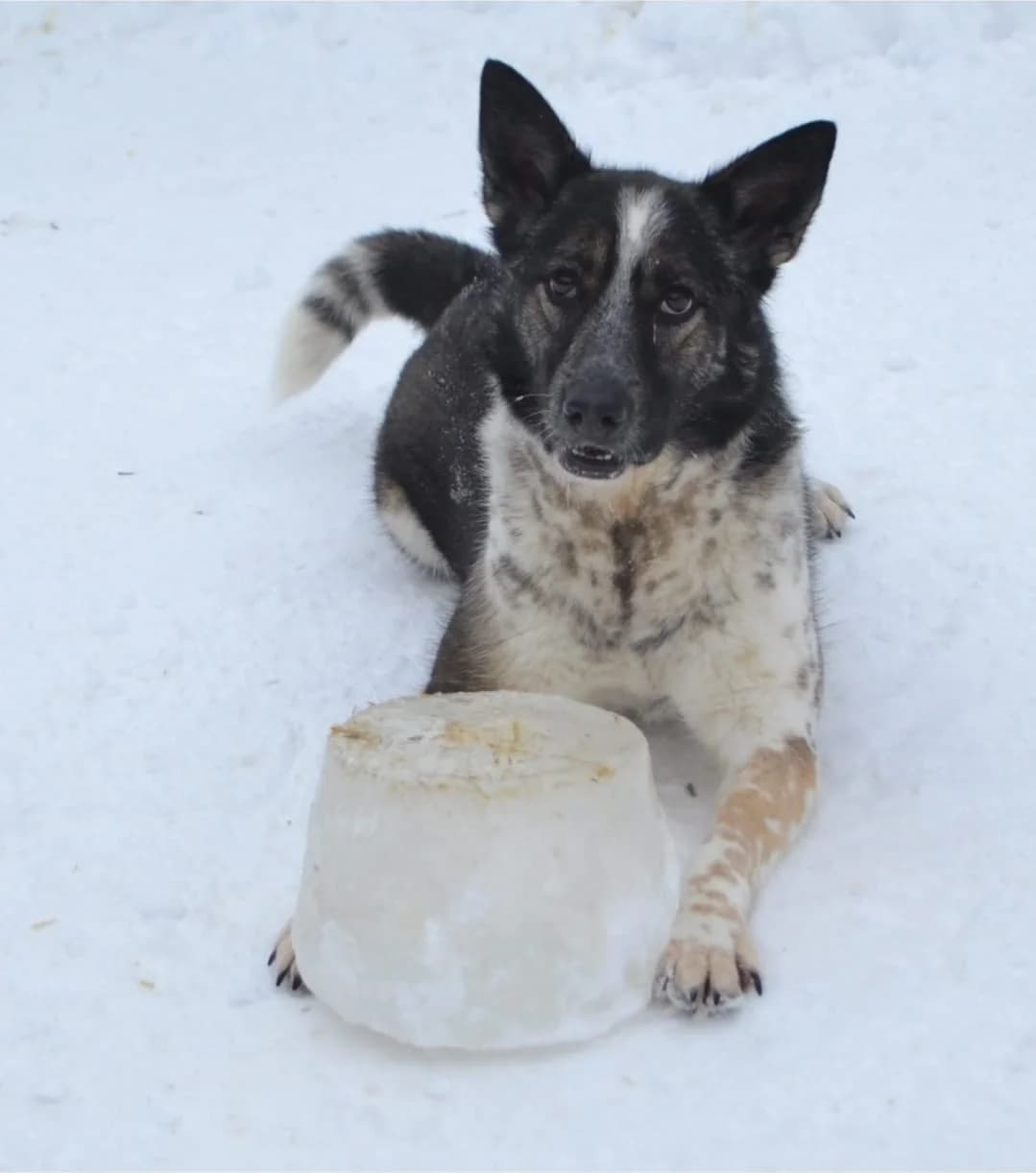 Nyasha, female 4yo Mixed Breed for adoption at Tierschutzverein House of animals Marfino eV, Jessen (Elster)