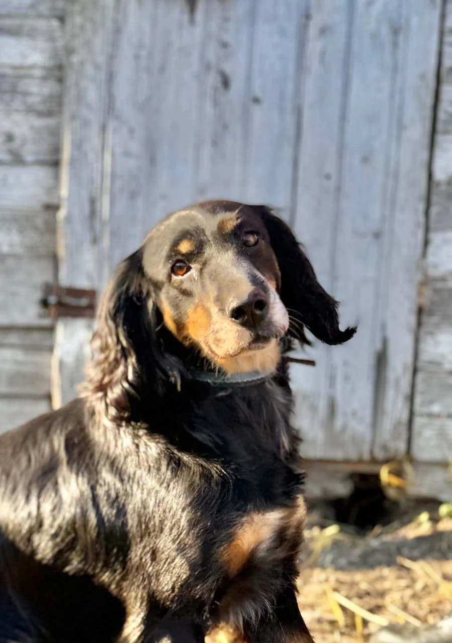 Odri, female 5yo Mixed Breed for adoption at Tierschutzverein House of animals Marfino eV, Jessen (Elster)
