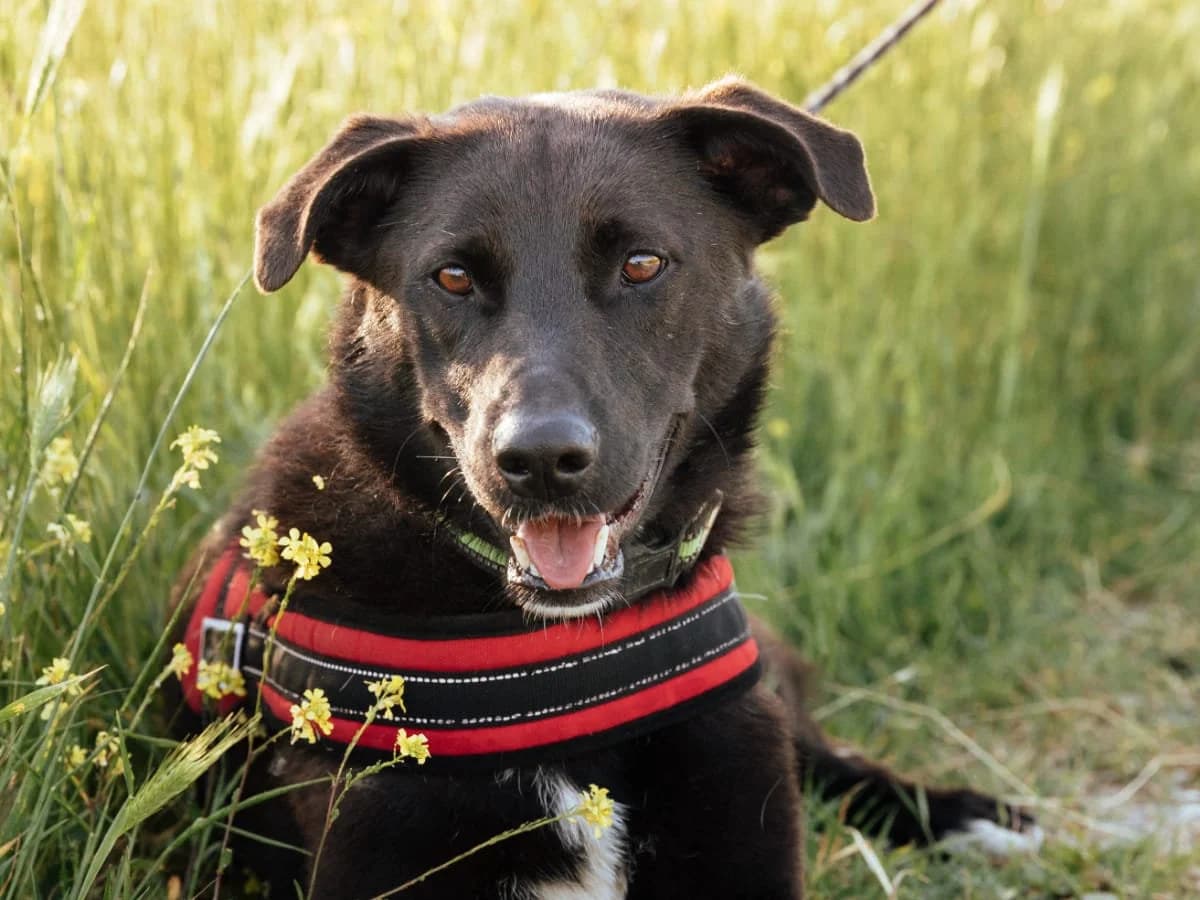 Rei, male 3yo Mixed Breed for adoption at Tierschutzverein House of animals Marfino eV, Jessen (Elster)