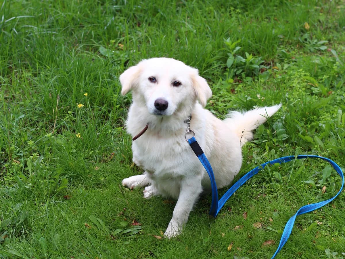 Rossi, female 5yo Mixed Breed for adoption at Tierschutzverein House of animals Marfino eV, Jessen (Elster)