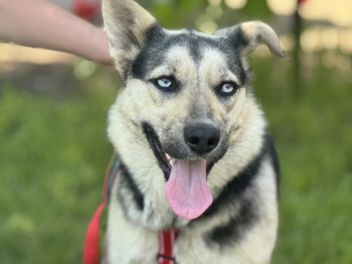 Taiga, female young Mixed Breed for adoption at Tierschutzverein House of animals Marfino eV, Jessen (Elster)