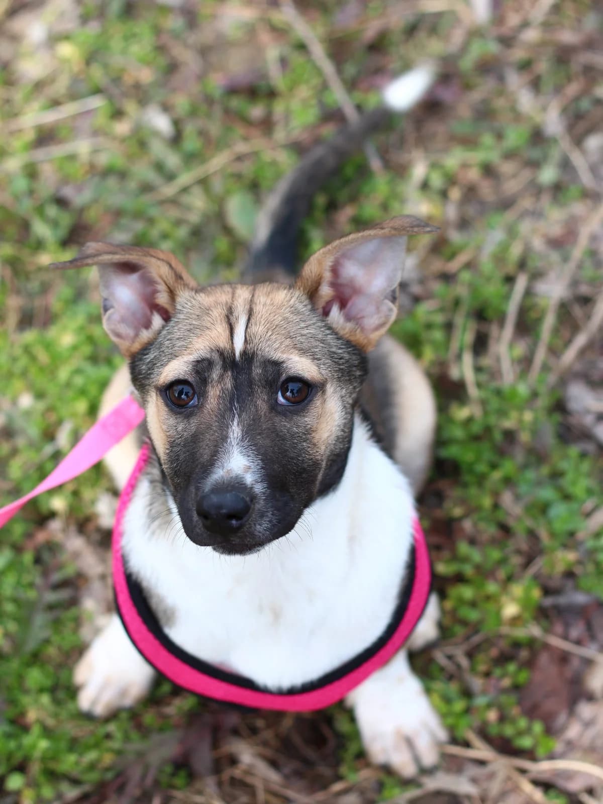 Tori, female young Mixed Breed for adoption at Tierschutzverein House of animals Marfino eV, Jessen (Elster)