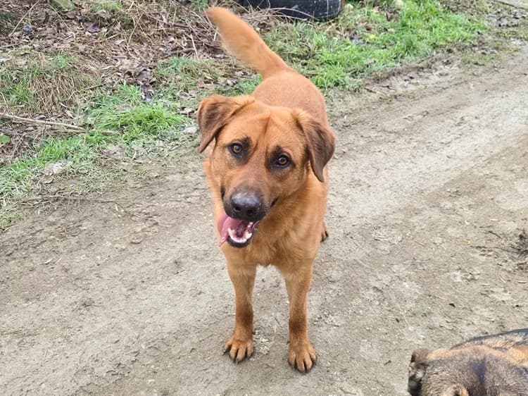 Rudy, male 3yo Mixed Breed for adoption at Tierschutzverein House of animals Marfino eV, Jessen (Elster)