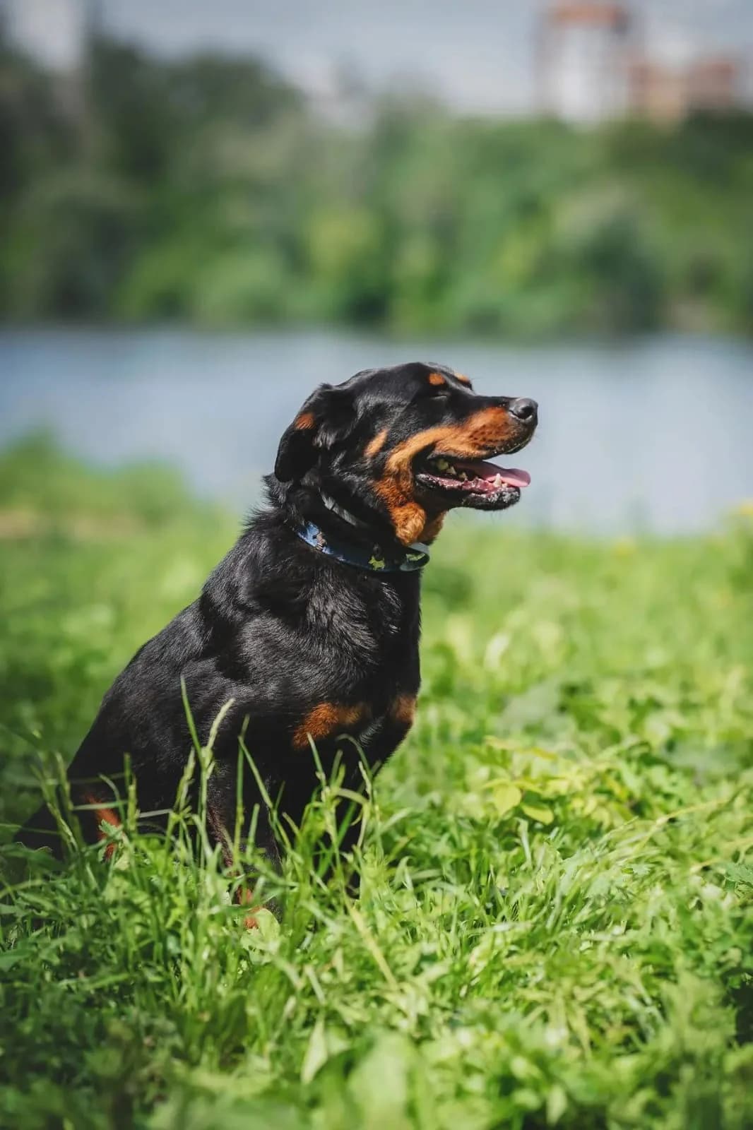 Ankor, male young Mixed Breed for adoption at Tierschutzverein House of animals Marfino eV, Jessen (Elster)