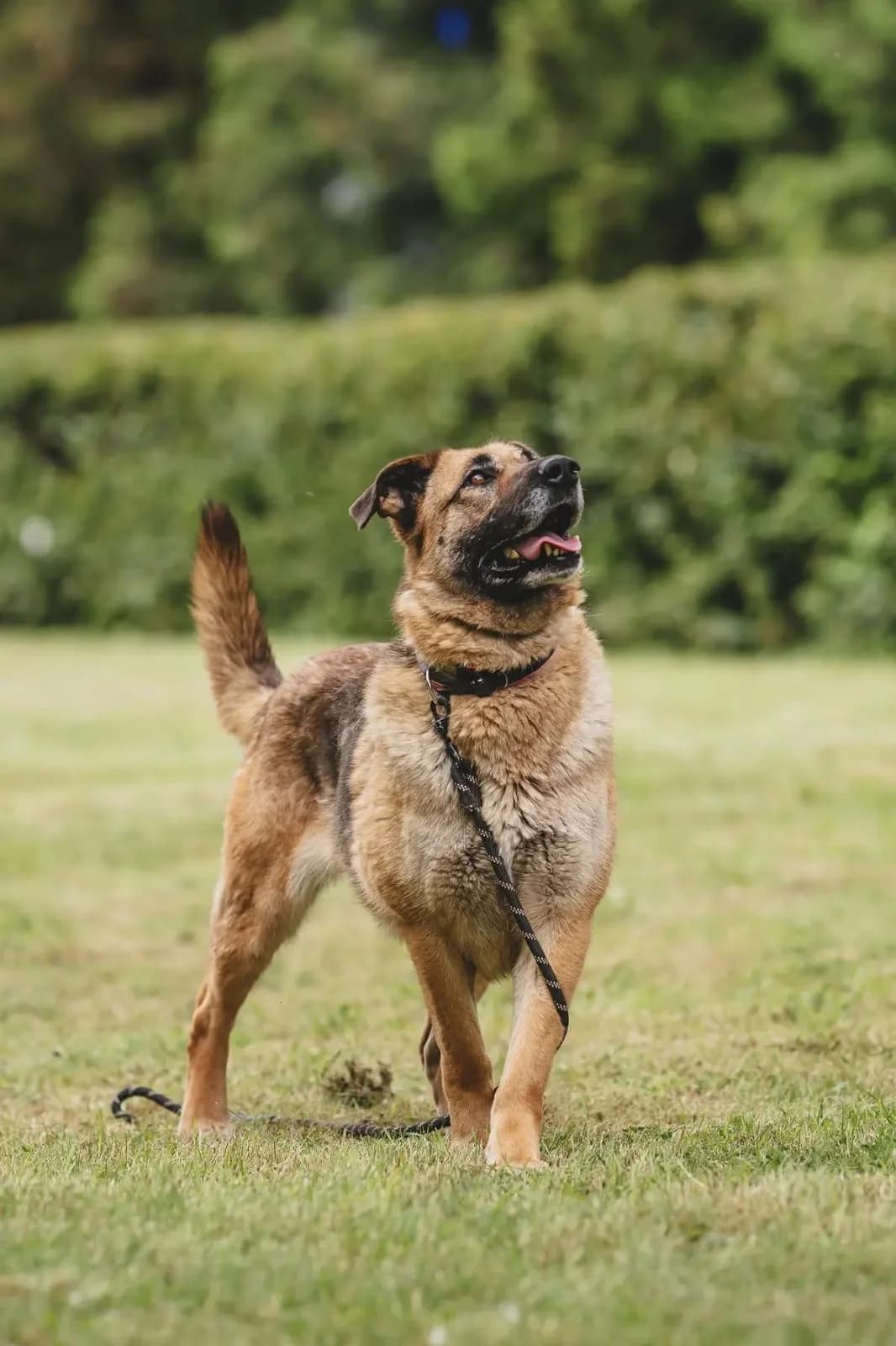 Alba, female 6yo Mixed Breed for adoption at Tierschutzverein House of animals Marfino eV, Jessen (Elster)