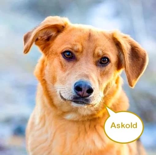 Askold, male 3yo Mixed Breed for adoption at Tierschutzverein House of animals Marfino eV, Jessen (Elster)