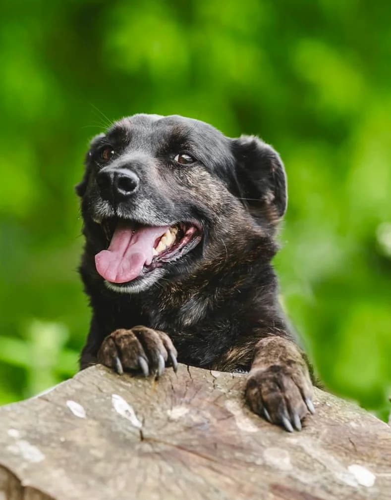 Richi, male 5yo Mixed Breed for adoption at Tierschutzverein House of animals Marfino eV, Jessen (Elster)