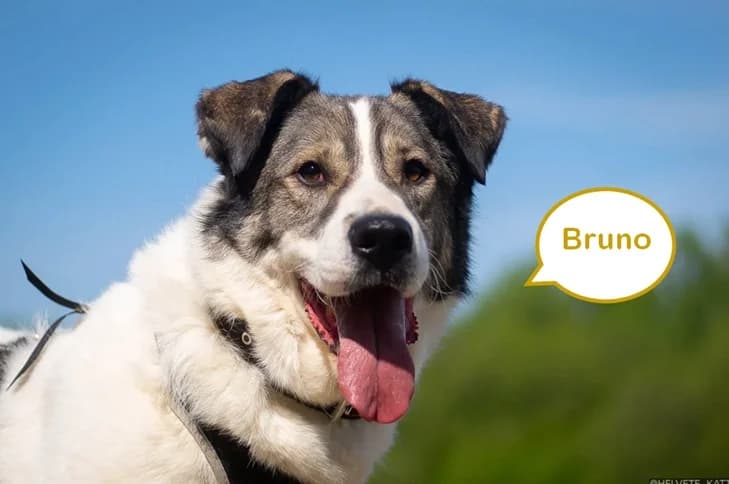 Bruno, male 4yo Mixed Breed for adoption at Tierschutzverein House of animals Marfino eV, Jessen (Elster)