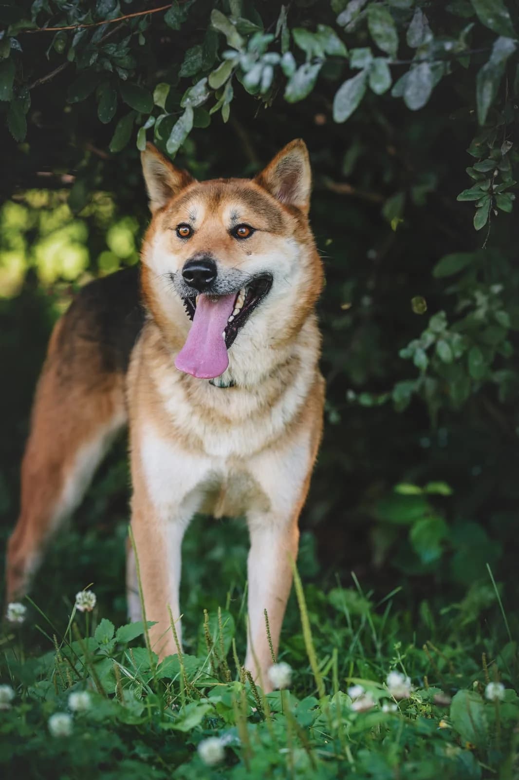 Loki, male young Mixed Breed for adoption at Tierschutzverein House of animals Marfino eV, Jessen (Elster)