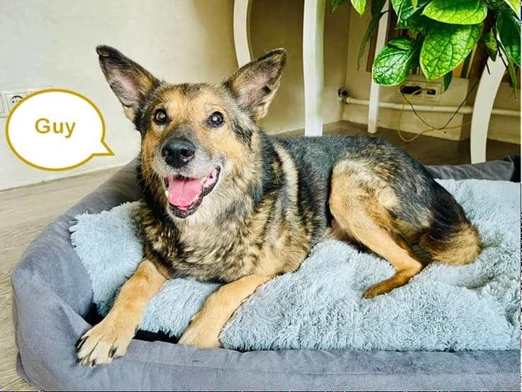 Guy, male 6yo Mixed Breed for adoption at Tierschutzverein House of animals Marfino eV, Jessen (Elster)