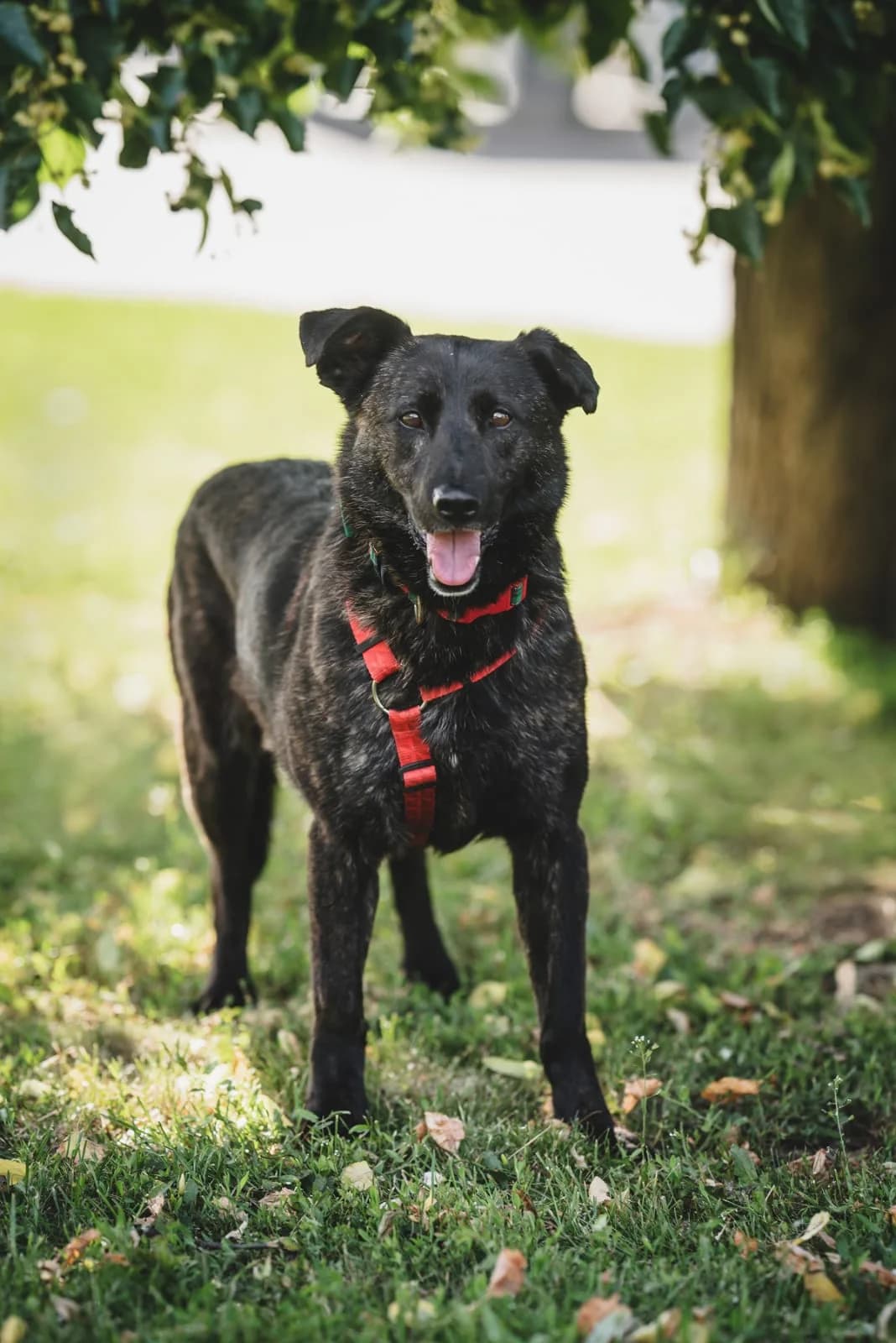 Lora, female 4yo Mixed Breed for adoption at Tierschutzverein House of animals Marfino eV, Jessen (Elster)