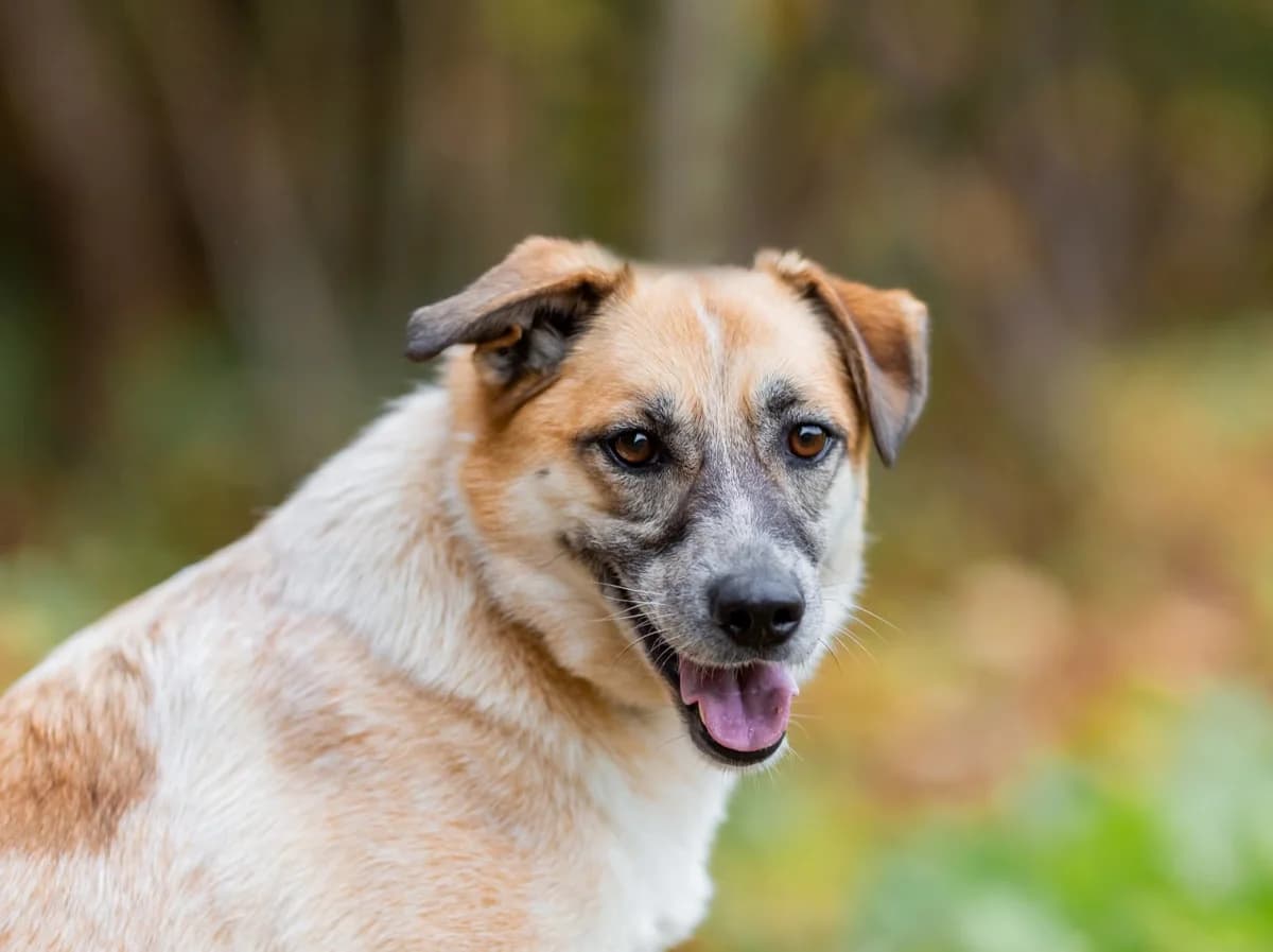 Barabulka, female 6yo Mixed Breed for adoption at Tierschutzverein House of animals Marfino eV, Jessen (Elster)