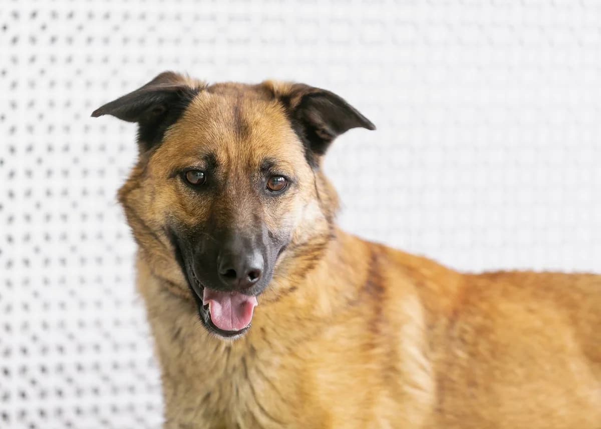 Emmi, female 6yo Mixed Breed for adoption at Tierschutzverein House of animals Marfino eV, Jessen (Elster)
