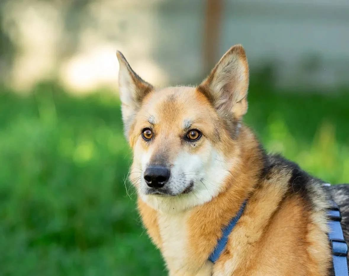 Pasha, male 5yo Mixed Breed for adoption at Tierschutzverein House of animals Marfino eV, Jessen (Elster)