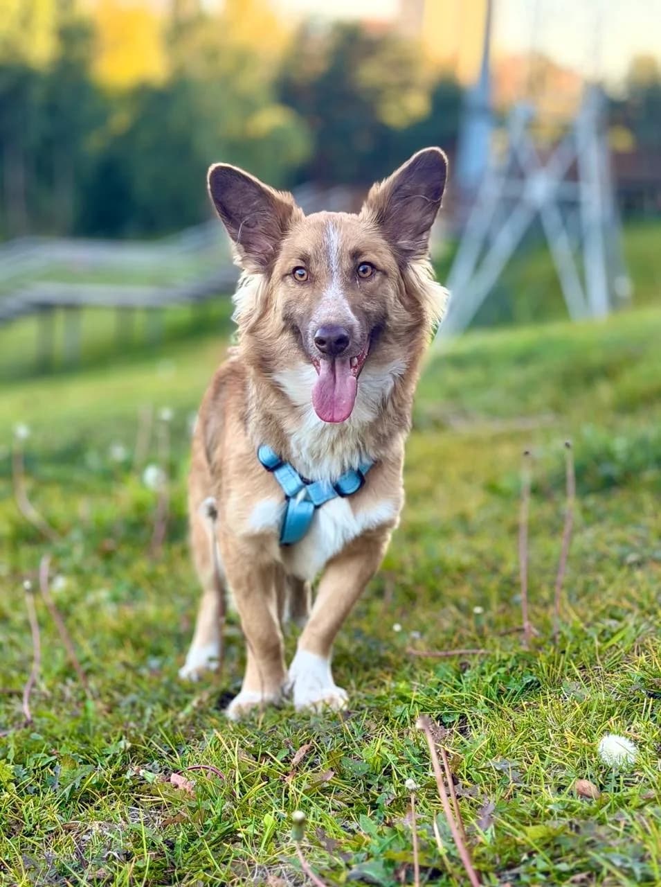 Marcel, male young Mixed Breed for adoption at Tierschutzverein House of animals Marfino eV, Jessen (Elster)