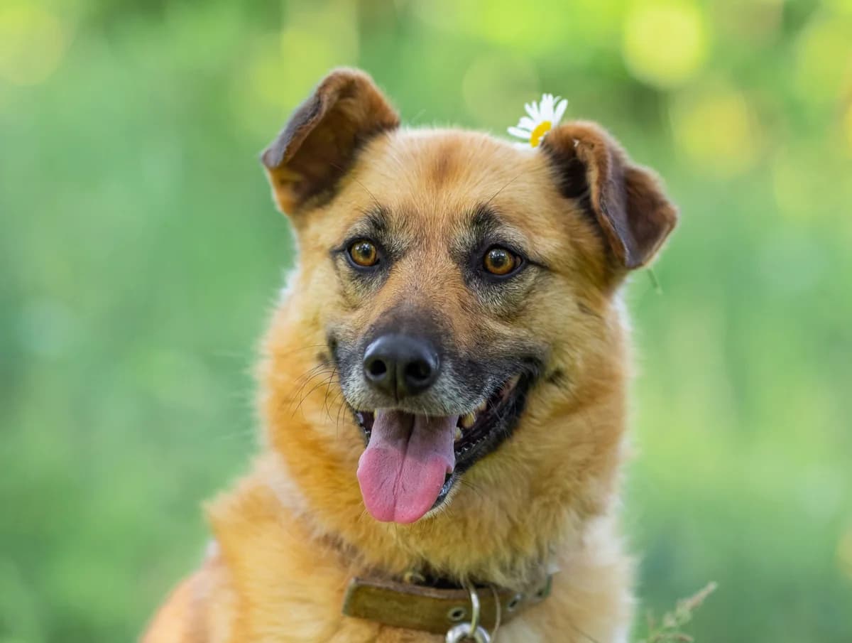 Tykva, female 5yo Mixed Breed for adoption at Tierschutzverein House of animals Marfino eV, Jessen (Elster)