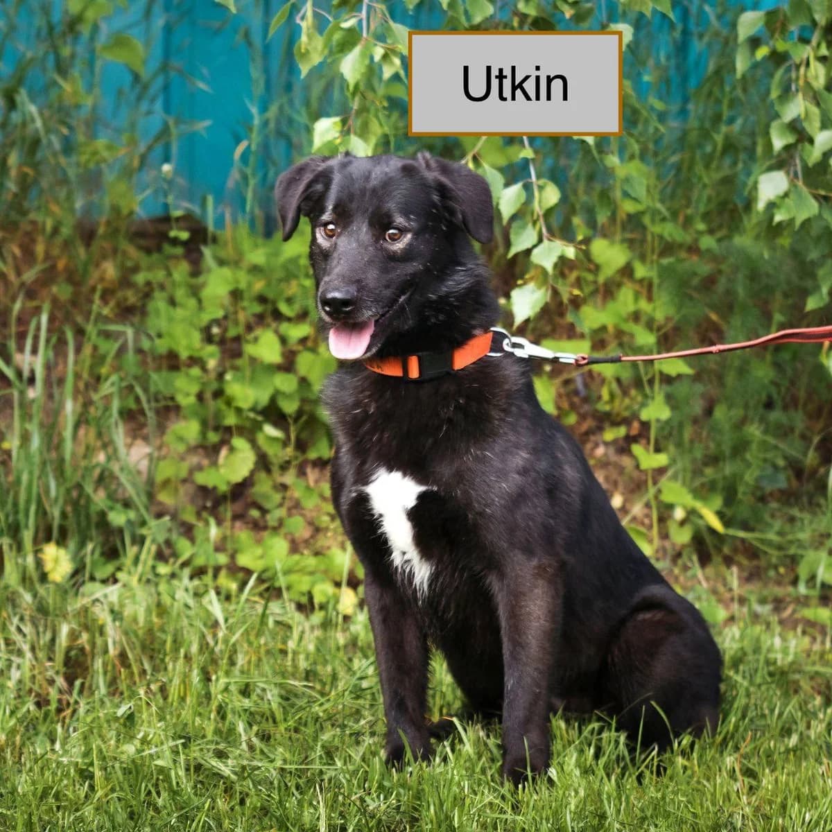 Utkin, male 3yo Mixed Breed for adoption at Tierschutzverein House of animals Marfino eV, Jessen (Elster)