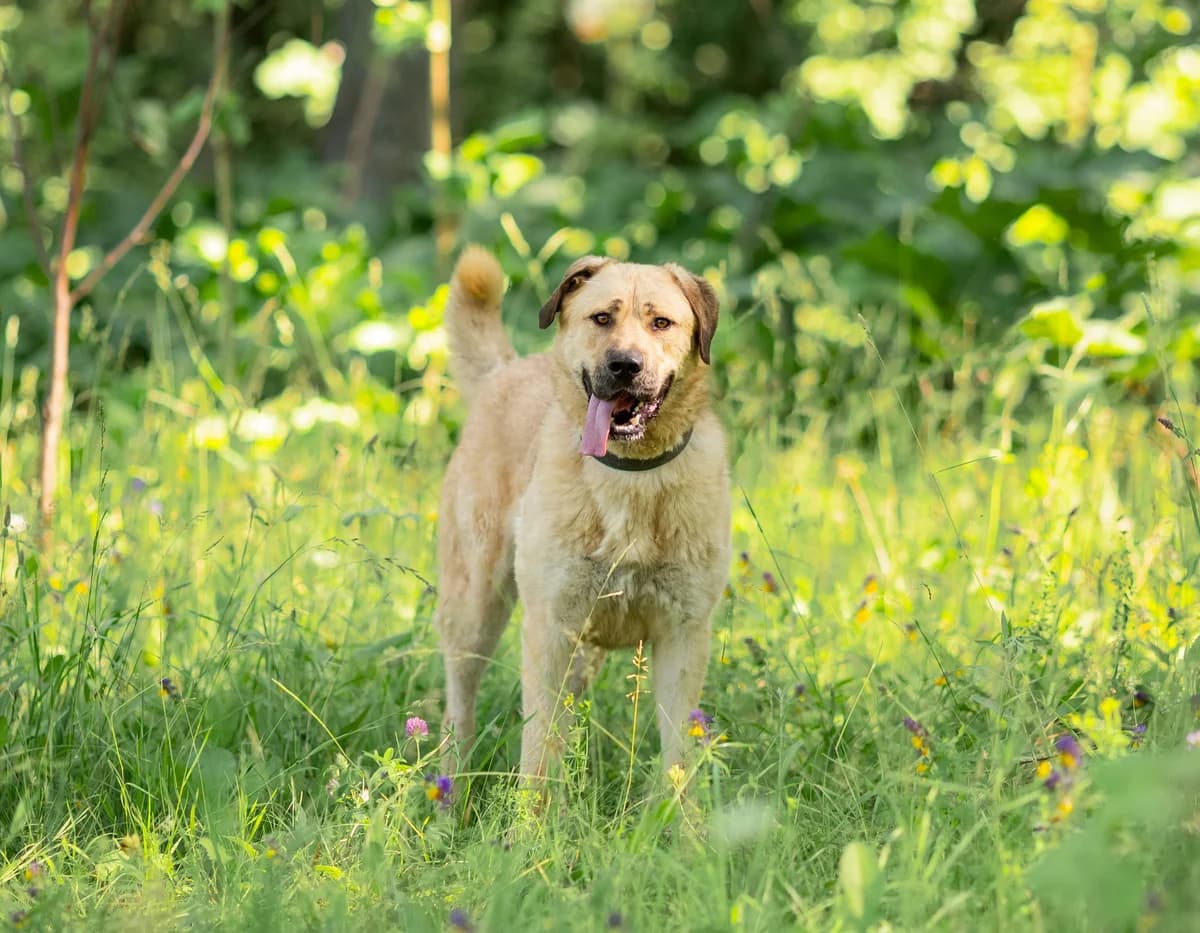 Butch, male 4yo Mixed Breed for adoption at Tierschutzverein House of animals Marfino eV, Jessen (Elster)