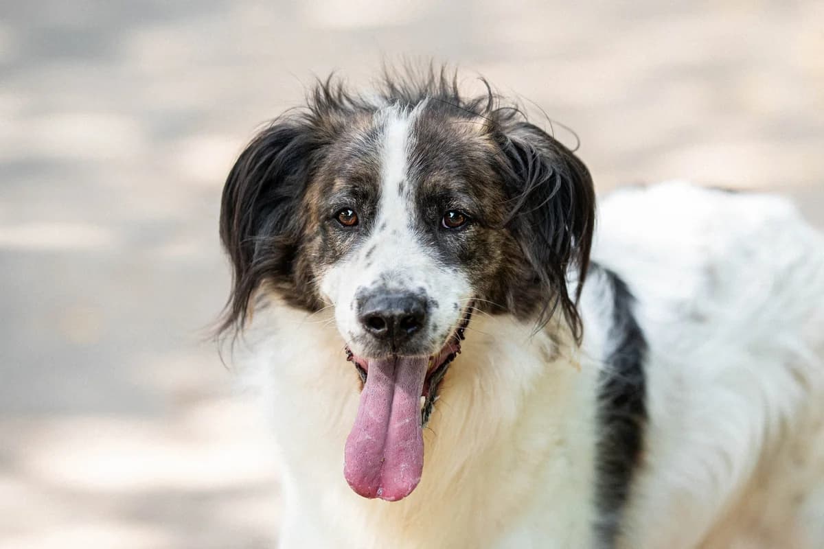 Osman, male 6yo Mixed Breed for adoption at Tierschutzverein House of animals Marfino eV, Jessen (Elster)