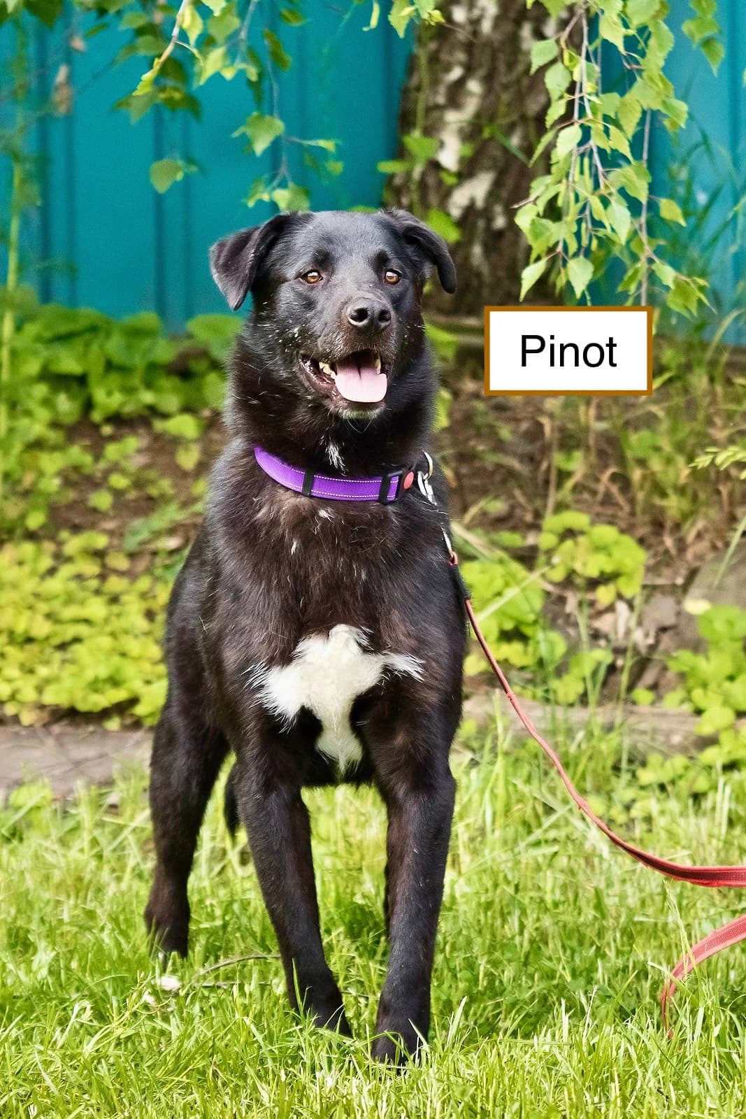 Pinot, male 3yo Mixed Breed for adoption at Tierschutzverein House of animals Marfino eV, Jessen (Elster)