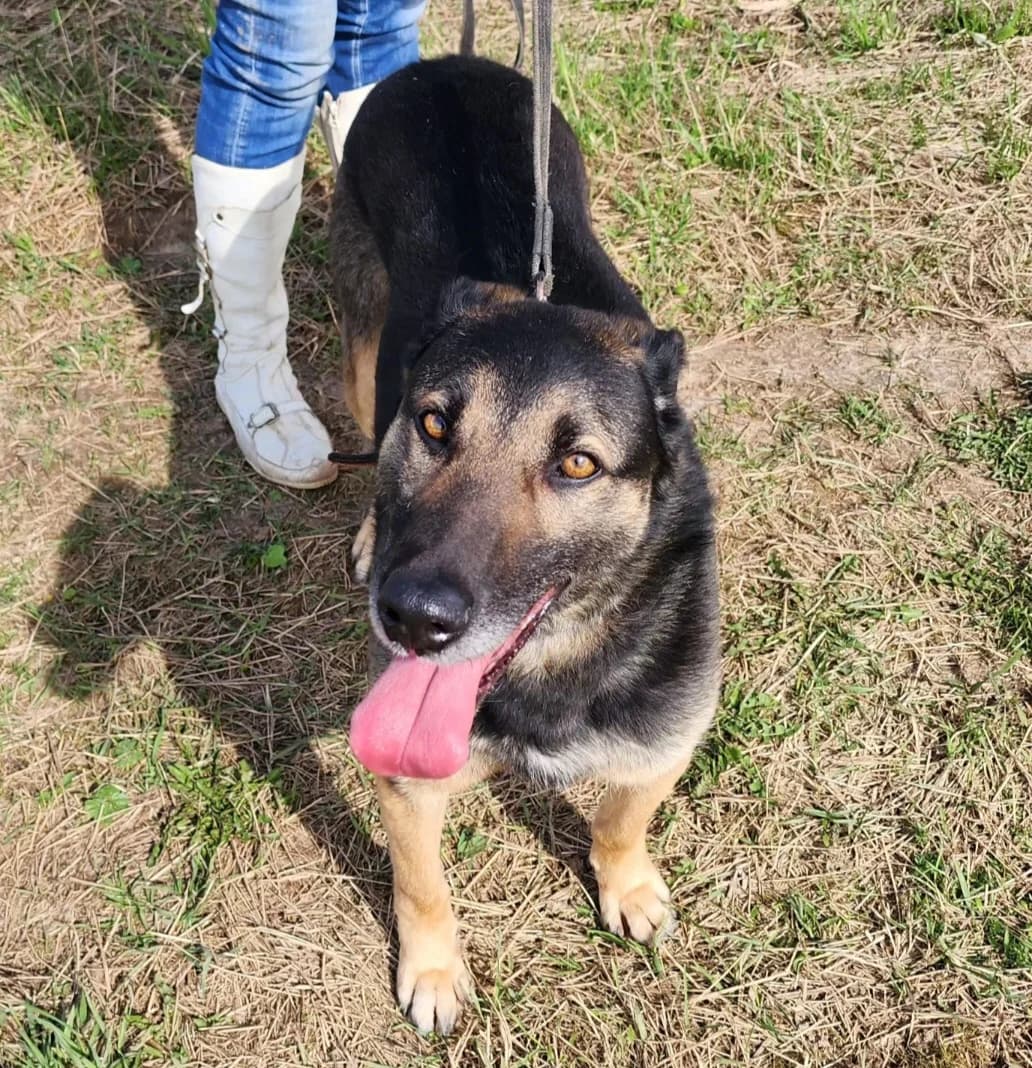Ronnie, male 5yo Mixed Breed for adoption at Tierschutzverein House of animals Marfino eV, Jessen (Elster)