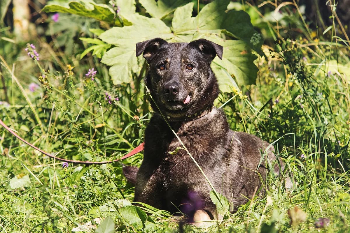 Sky, male 4yo Mixed Breed for adoption at Tierschutzverein House of animals Marfino eV, Jessen (Elster)