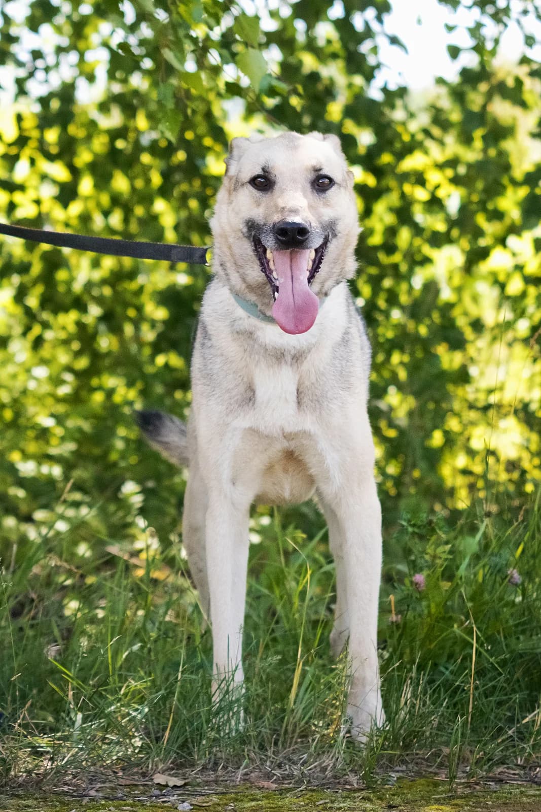 Tim, male 6yo Mixed Breed for adoption at Tierschutzverein House of animals Marfino eV, Jessen (Elster)