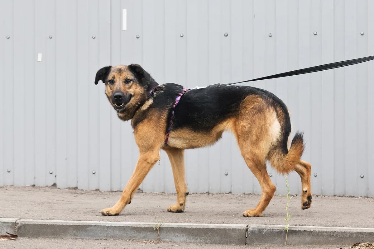 Reesa, female 5yo Mixed Breed for adoption at Tierschutzverein House of animals Marfino eV, Jessen (Elster)