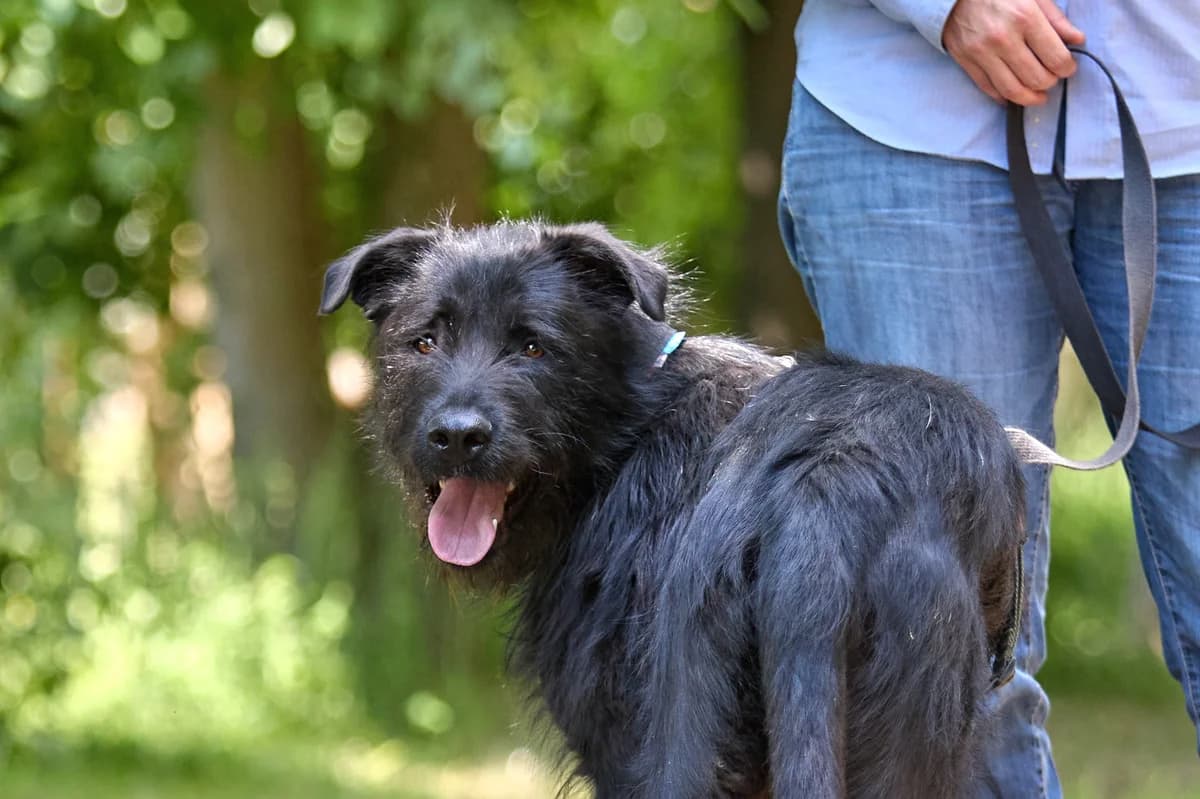 Black, male 3yo Mixed Breed for adoption at Tierschutzverein House of animals Marfino eV, Jessen (Elster)